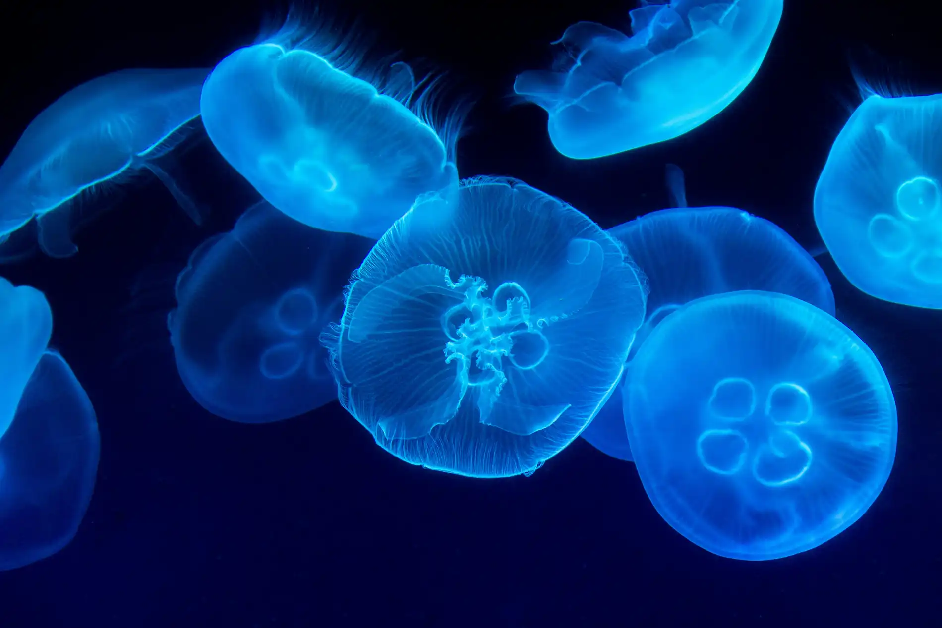 jellyfish-image