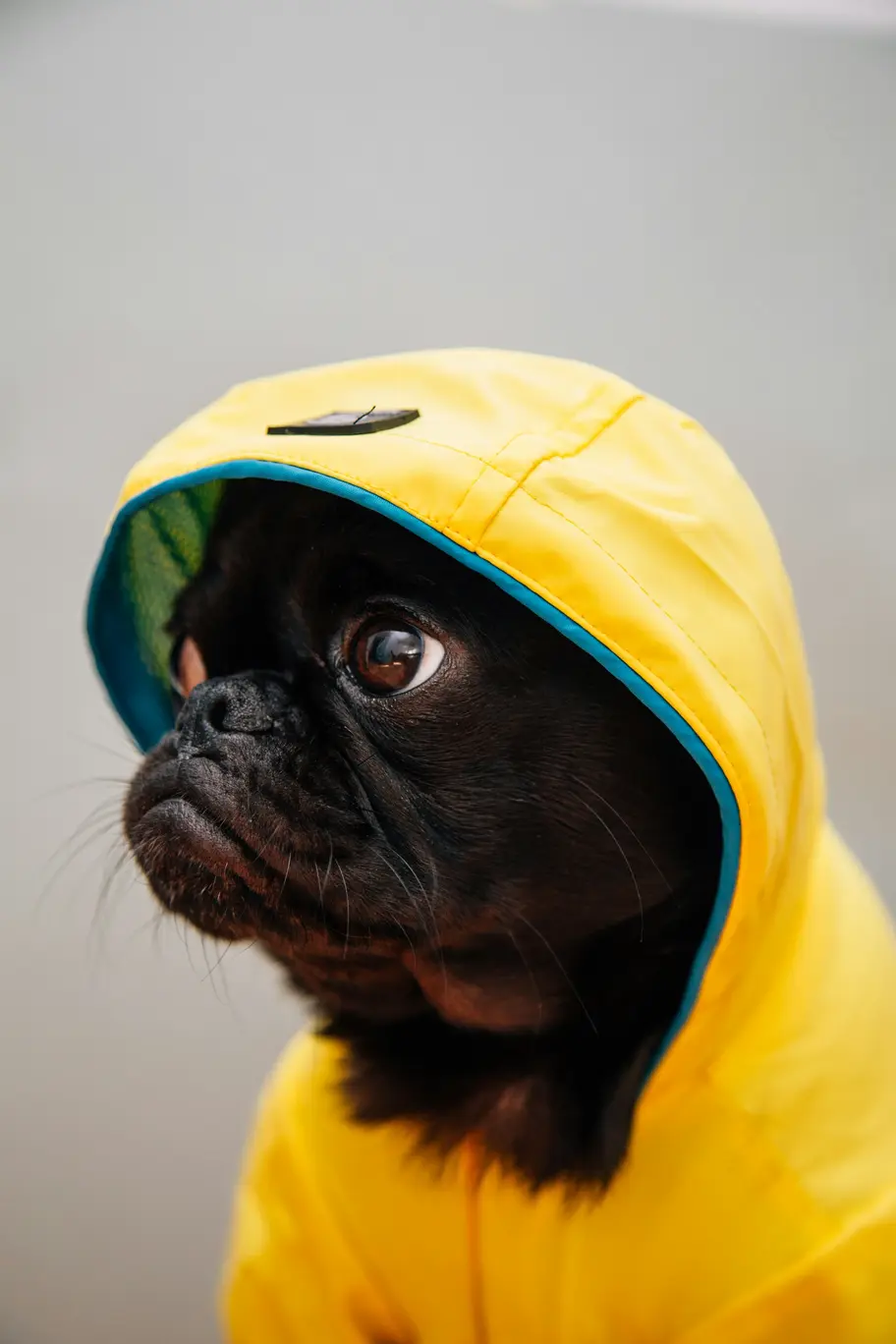 pug-image